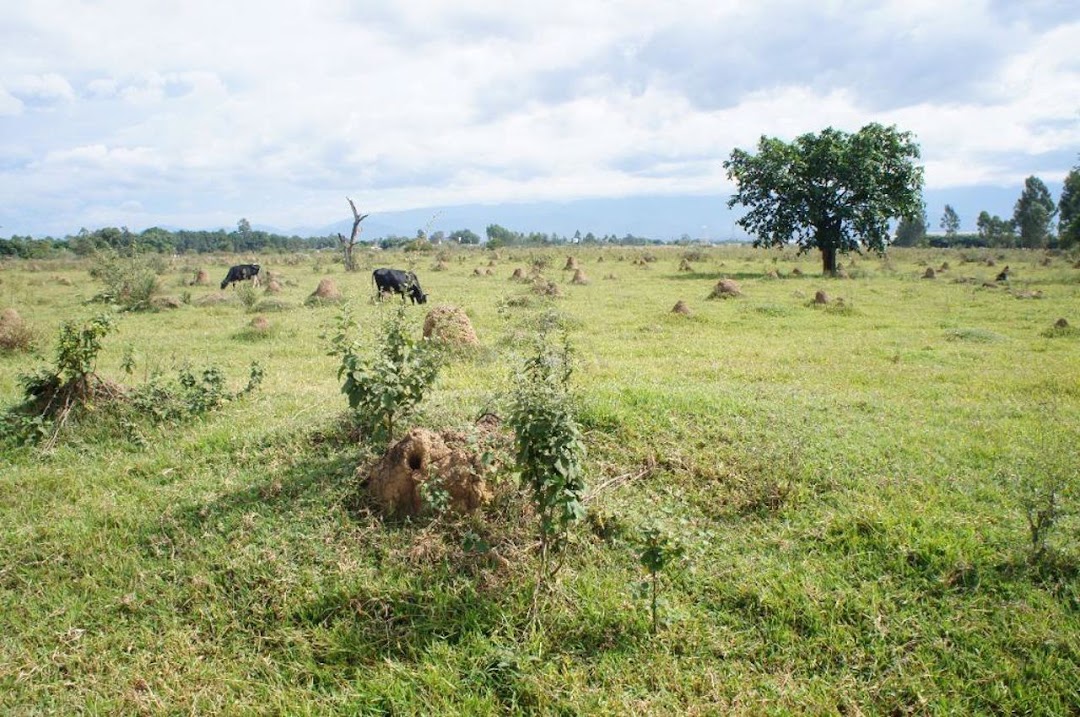 Terreno à venda - Foto 1