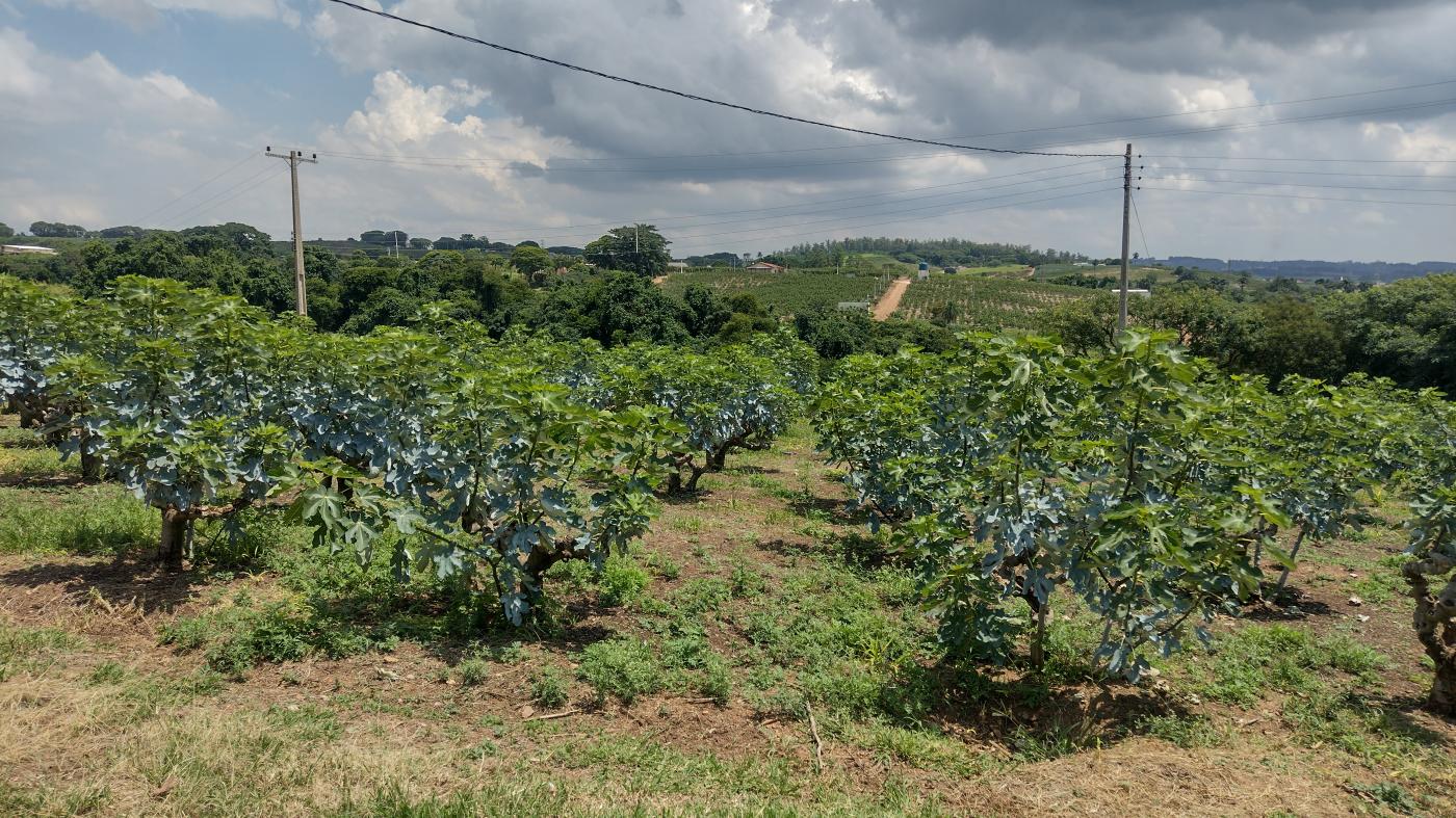 Fazenda à venda, 50000m² - Foto 8