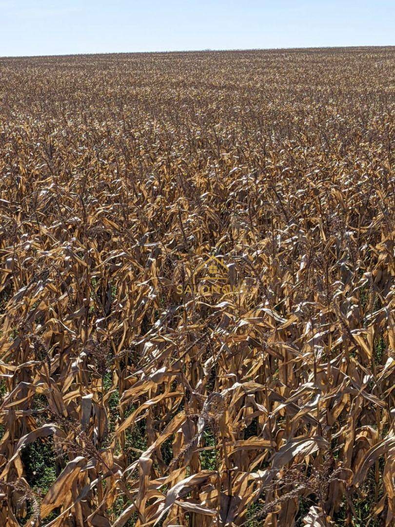 Fazenda, 900 hectares - Foto 2