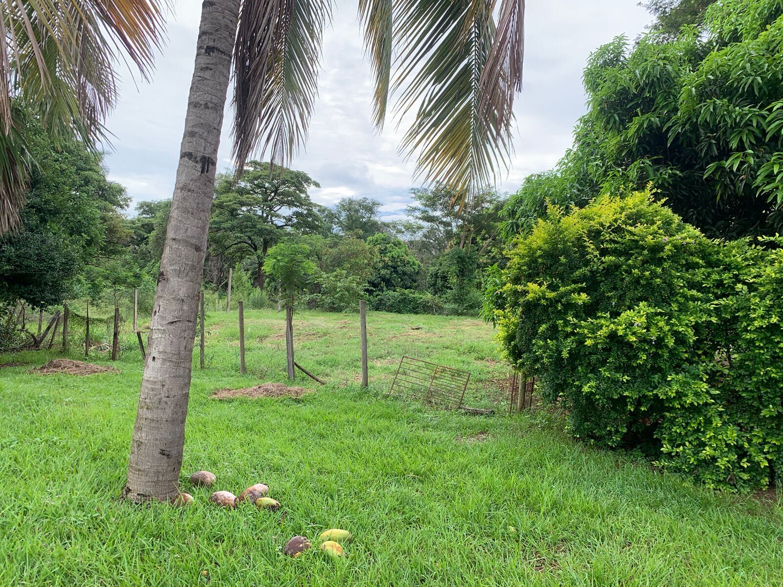 Fazenda à venda com 4 quartos, 5000m² - Foto 13