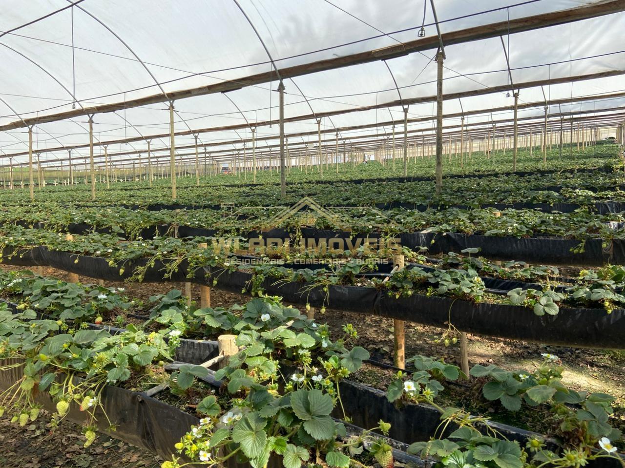 Fazenda-Sítio-Chácara, 70 m² - Foto 12