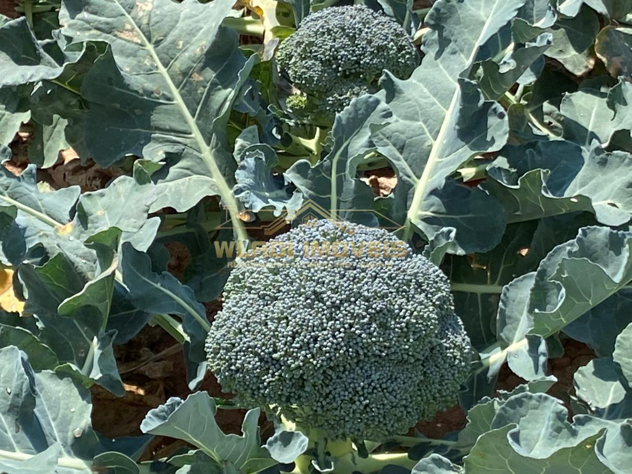 Fazenda-Sítio-Chácara, 70 m² - Foto 3