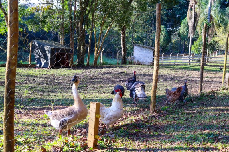 Fazenda à venda com 6 quartos, 80m² - Foto 32