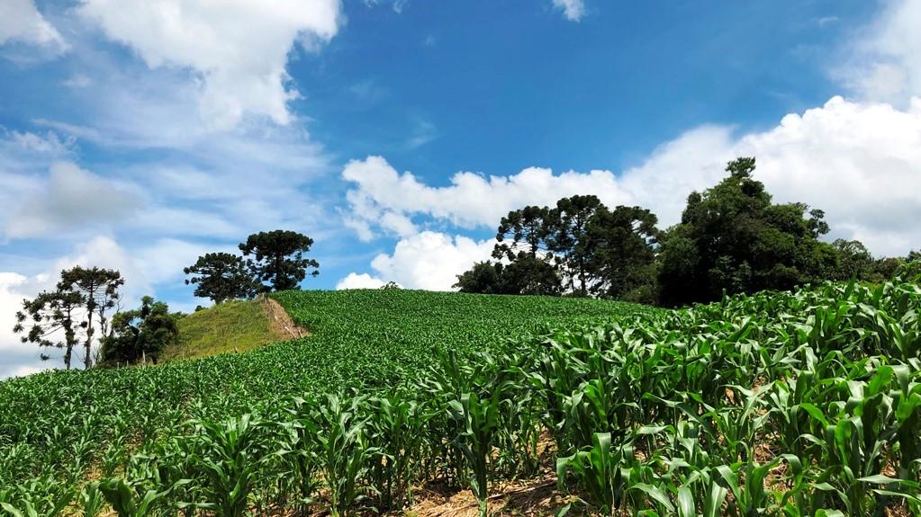 Fazenda à venda com 2 quartos, 37800m² - Foto 6