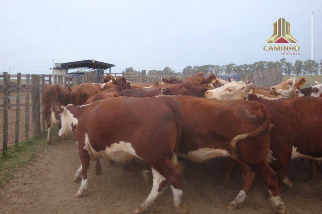 Fazenda à venda com 5 quartos, 33455000M2 - Foto 59