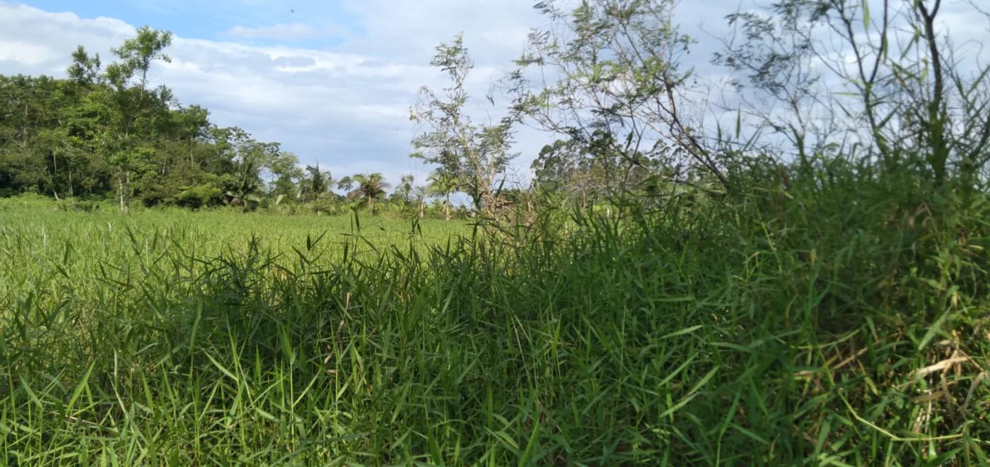 Fazenda à venda, 25000m² - Foto 4