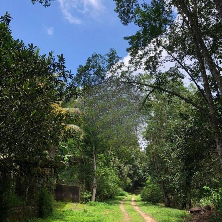 Chácara, 3 quartos, 3 hectares - Foto 3