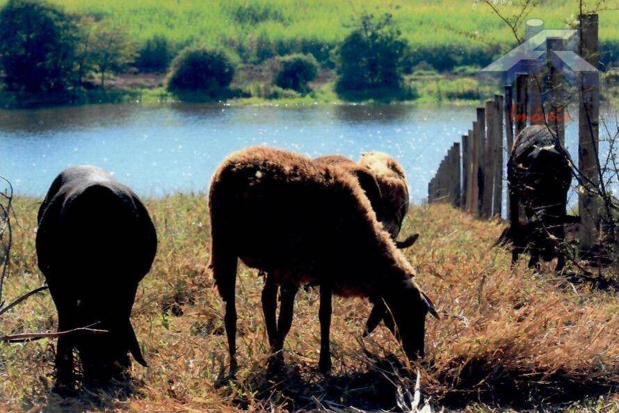 Sítio, 4 hectares - Foto 35