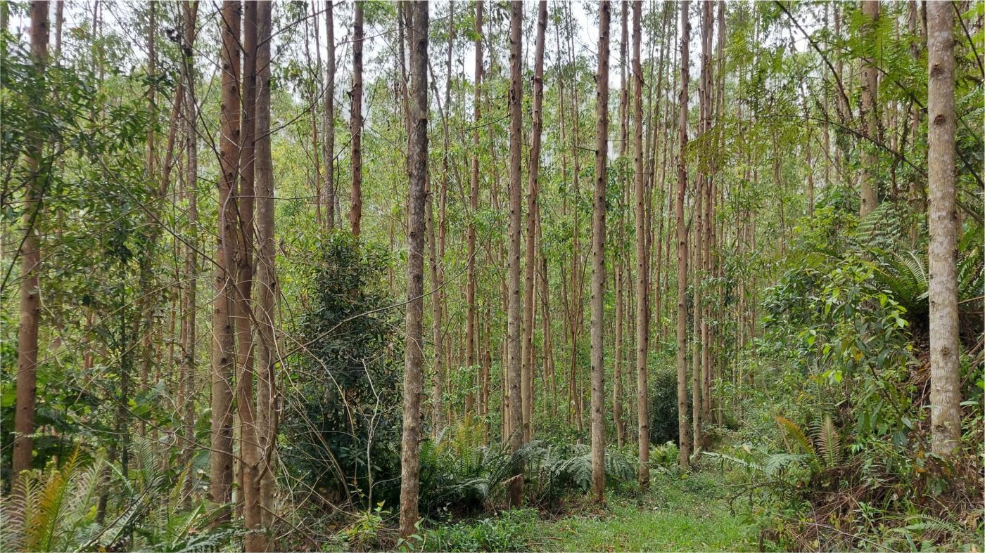 Fazenda à venda, 1564600m² - Foto 12