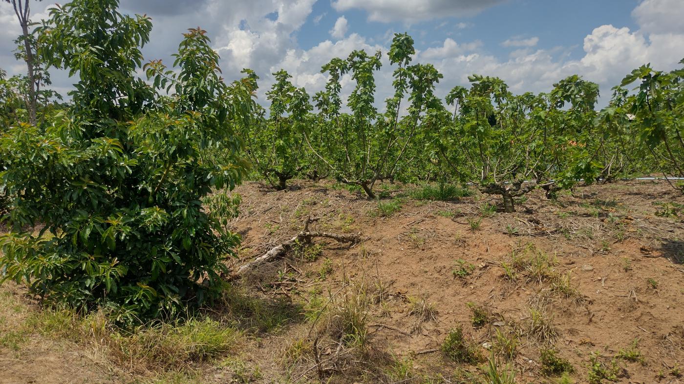 Fazenda à venda, 50000m² - Foto 26