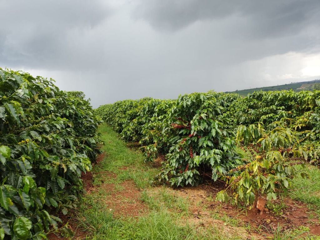 Fazenda à venda com 2 quartos, 3388000m² - Foto 7