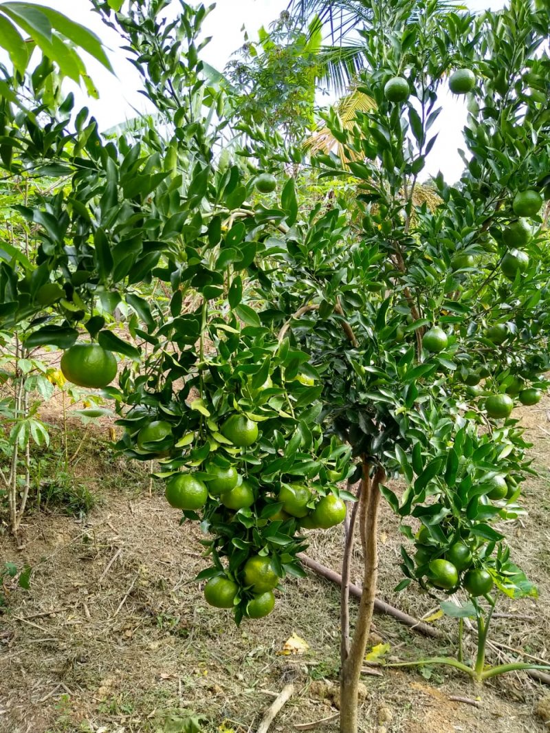 Fazenda à venda com 2 quartos, 120m² - Foto 13