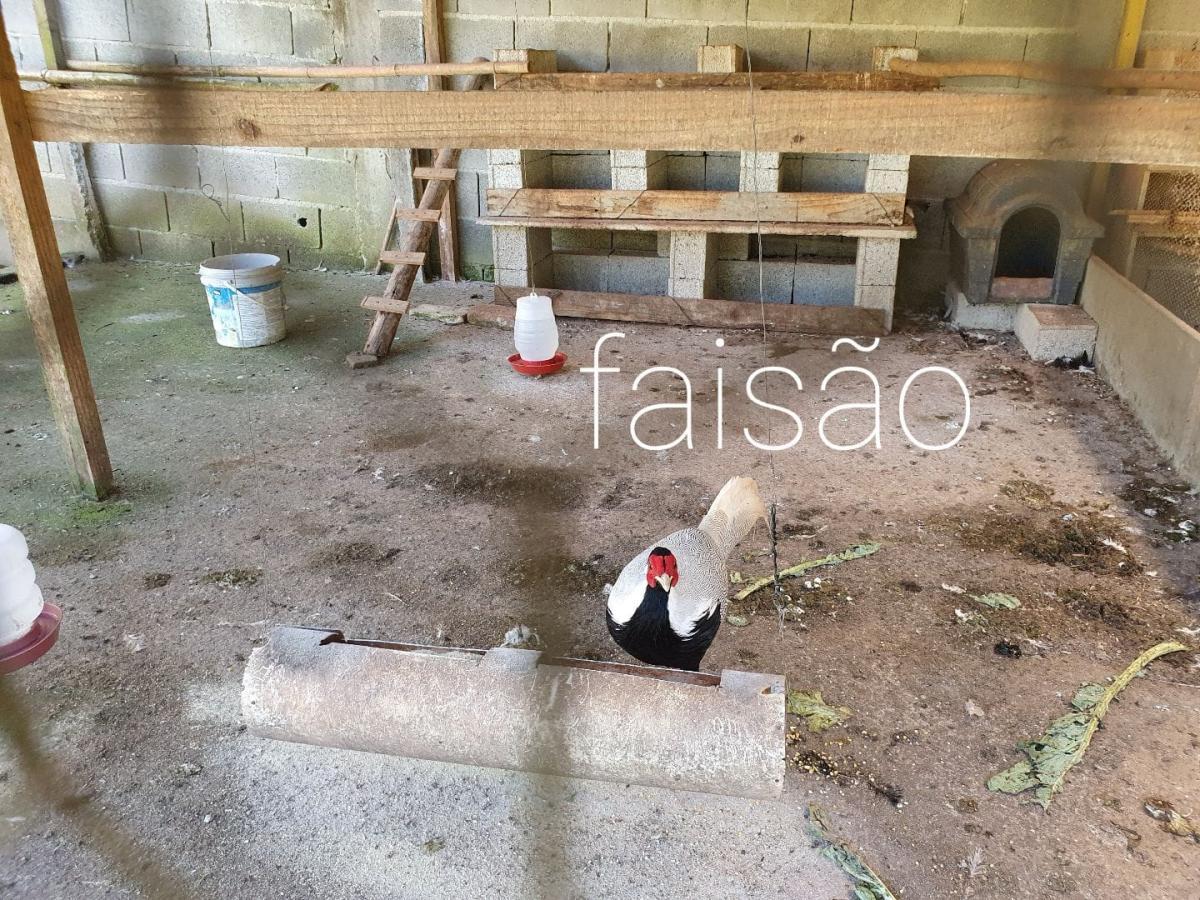 Fazenda à venda com 3 quartos, 4250m² - Foto 18