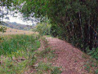 Sítio, 3 quartos, 4 hectares - Foto 27