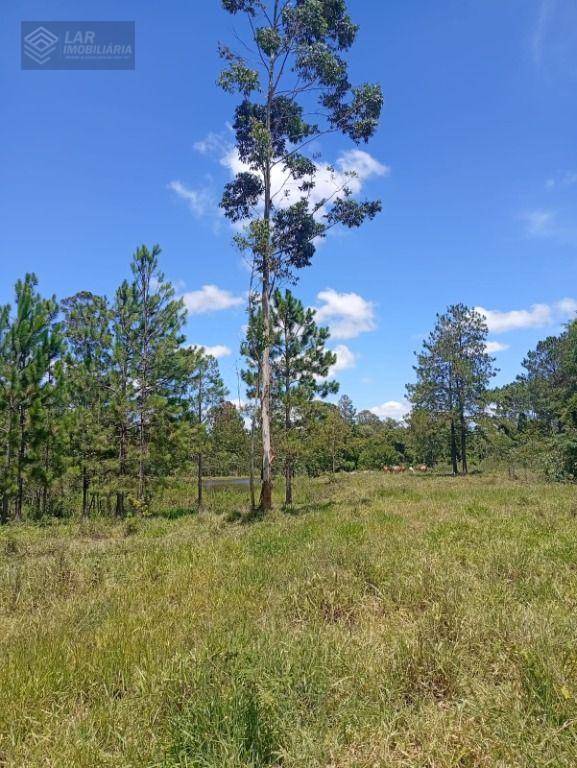 Terreno, 4 hectares - Foto 14