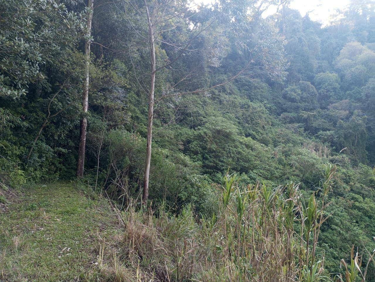 Chácara, 4 hectares - Foto 10