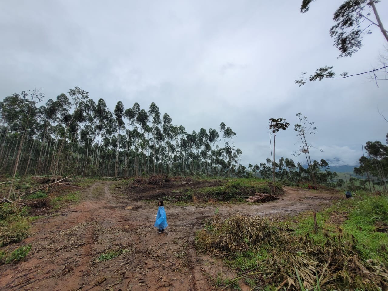 Terreno, 3 hectares - Foto 7