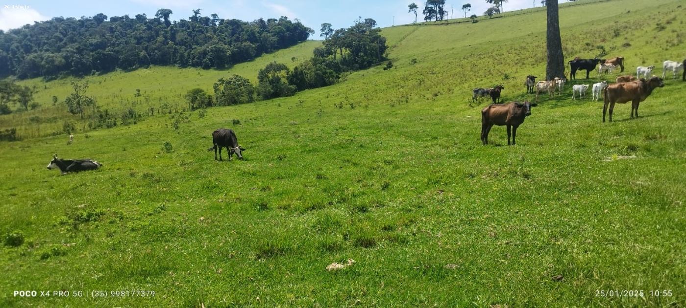 Sítio à venda com 2 quartos, 726000m² - Foto 10