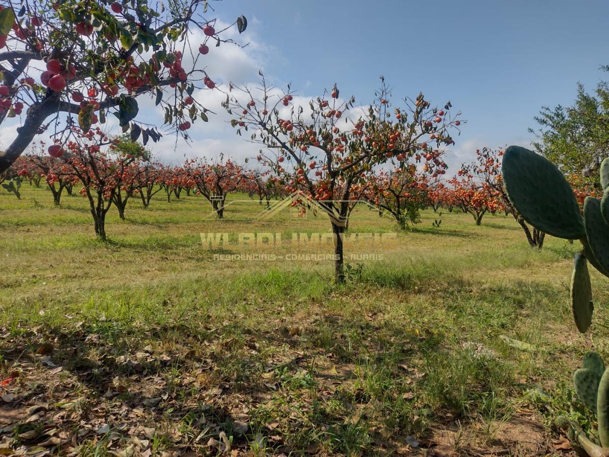 Fazenda à venda, 5m² - Foto 13