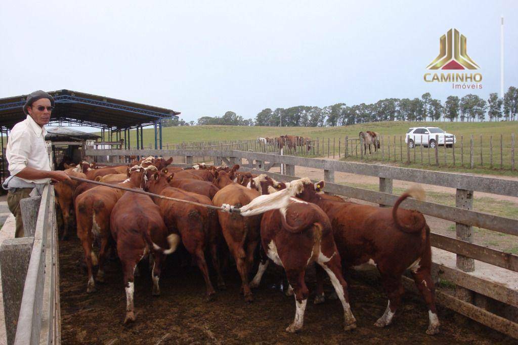 Fazenda à venda com 5 quartos, 33455000M2 - Foto 57