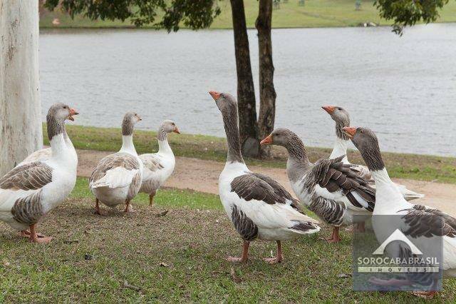 Sobrado à venda com 7 quartos, 900m² - Foto 104