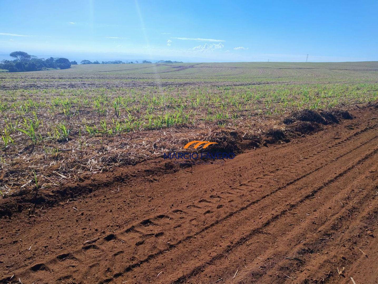 Fazenda-Sítio-Chácara, 298 hectares - Foto 13