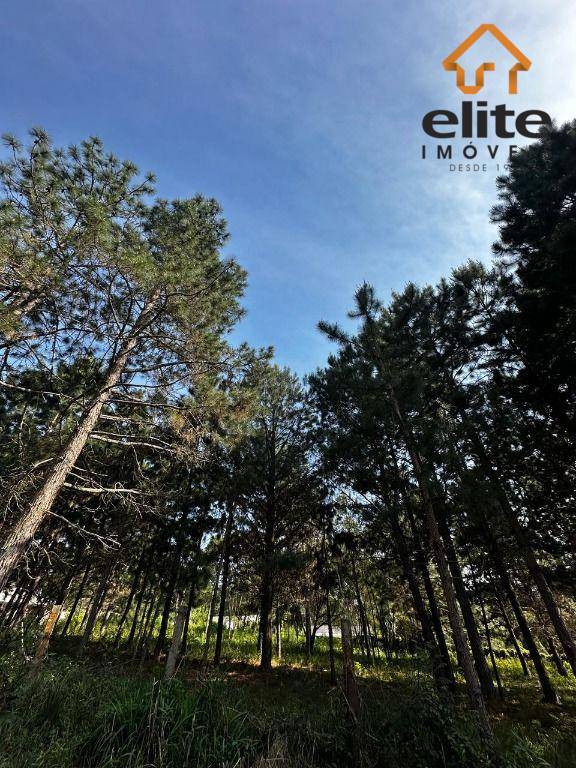 Terreno, 3001 m² - Foto 3