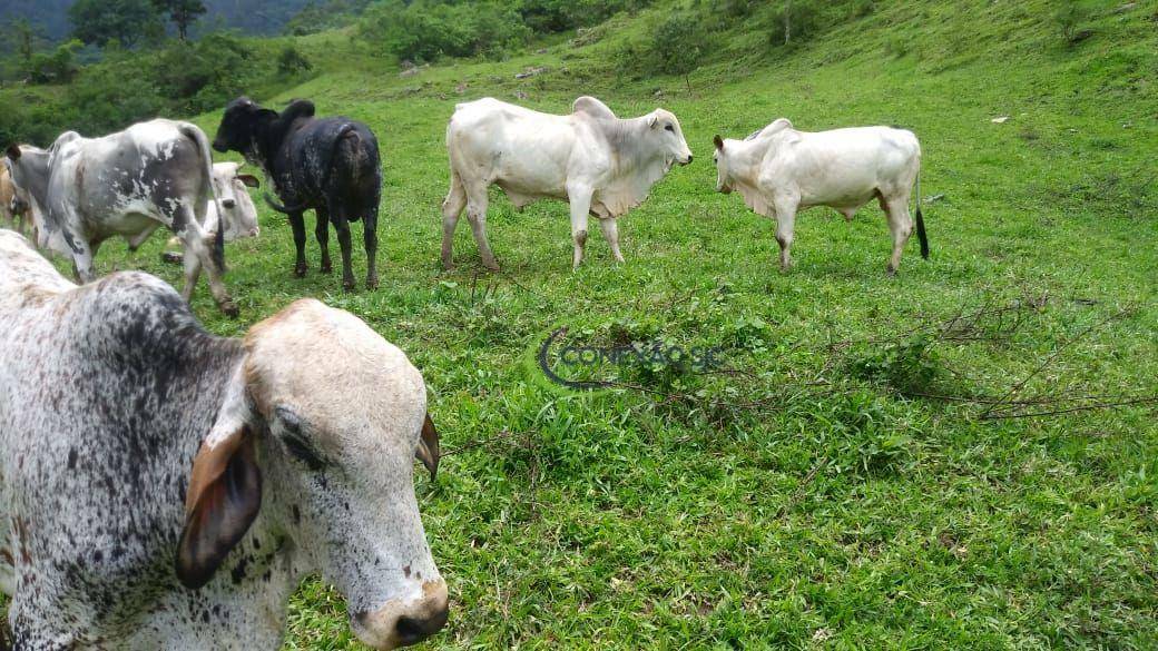 Fazenda à venda com 3 quartos, 2970000M2 - Foto 32