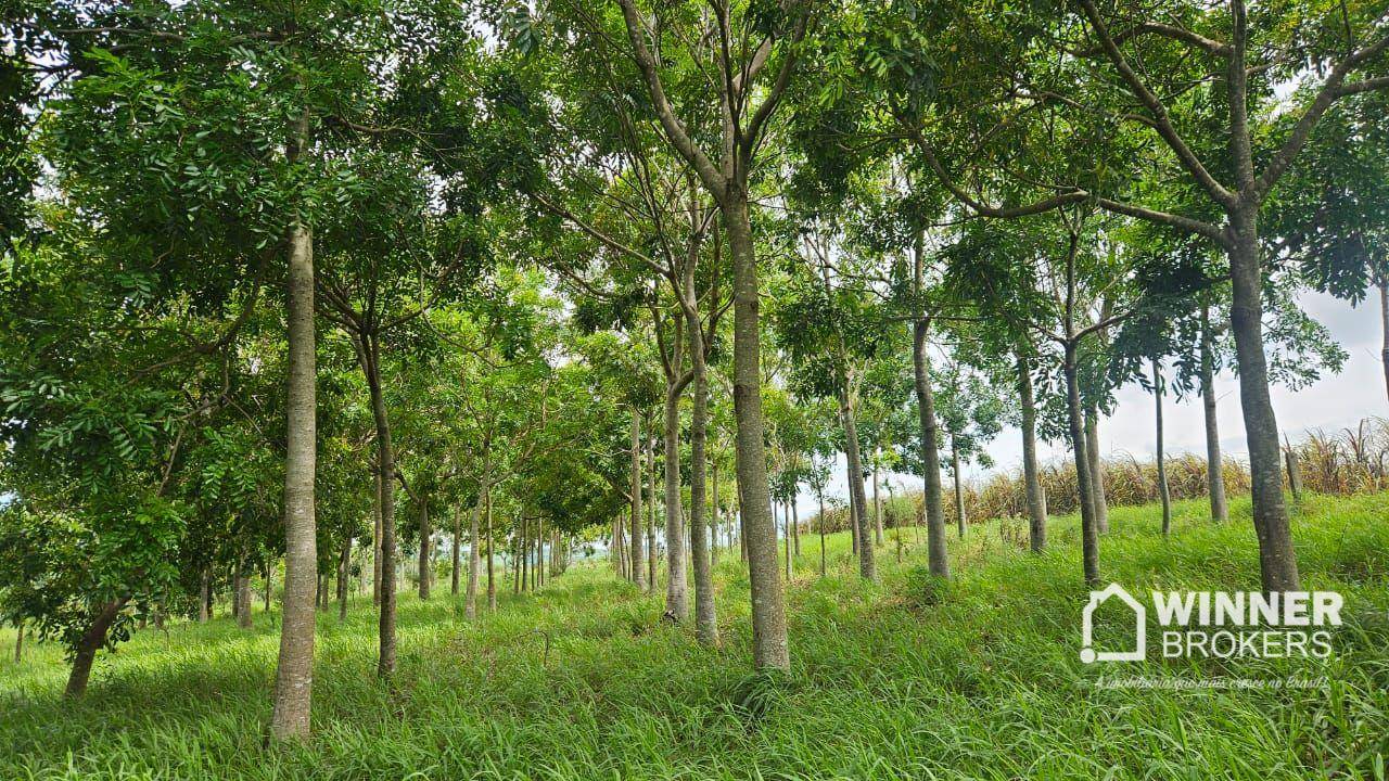 Sítio, 1 quarto, 5 hectares - Foto 1