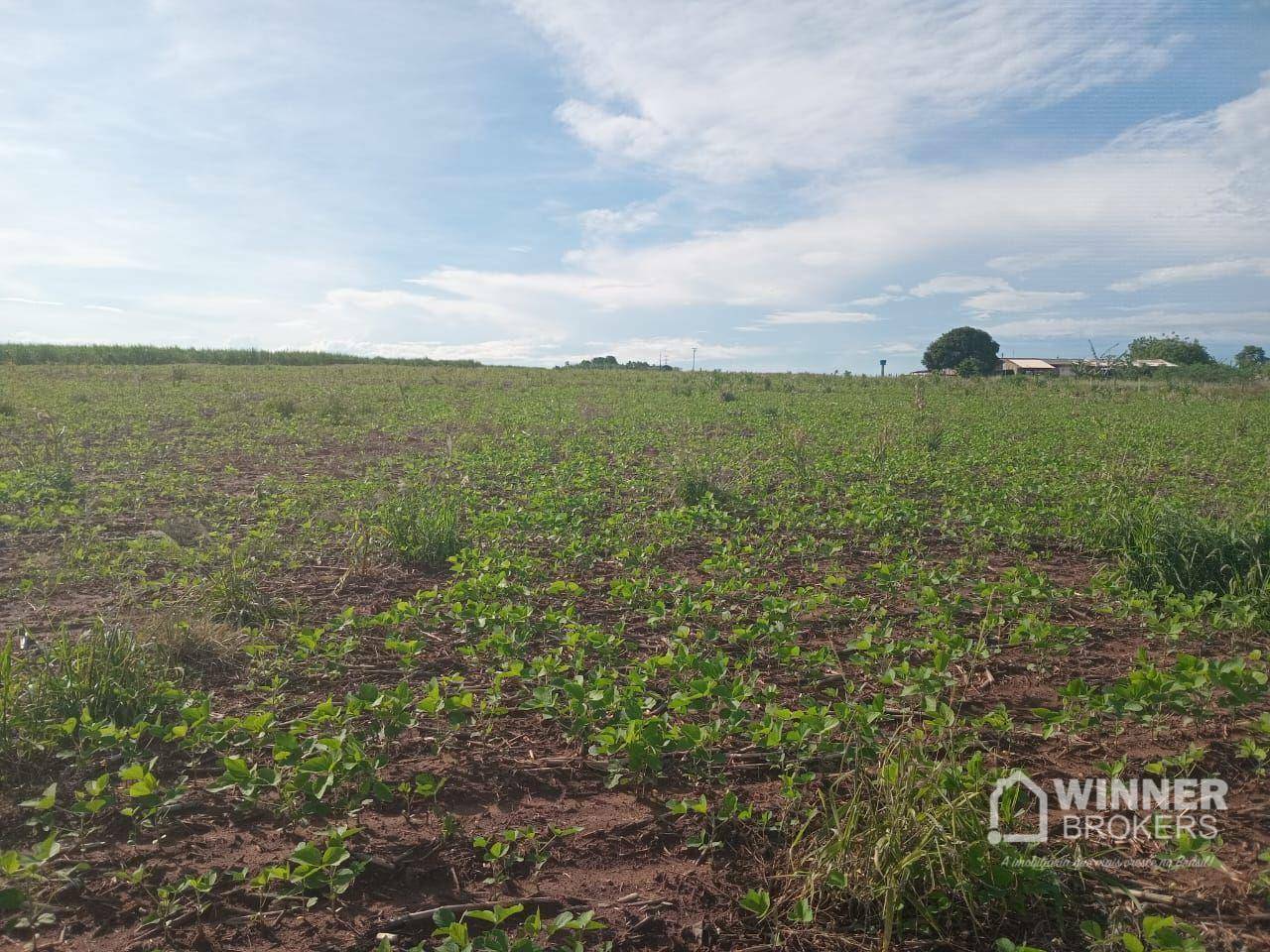 Sítio à venda com 1 quarto, 54450M2 - Foto 2