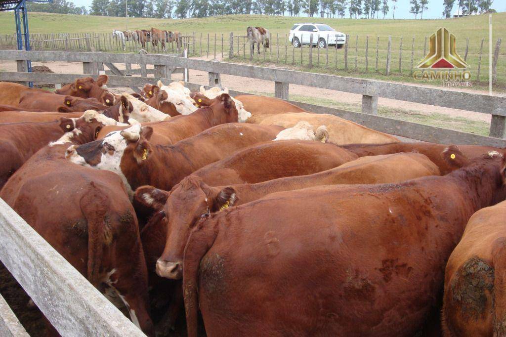 Fazenda à venda com 5 quartos, 33455000M2 - Foto 56