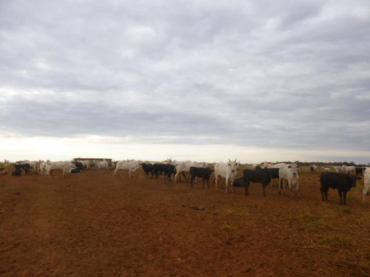 Fazenda-Sítio-Chácara, 7526 m² - Foto 1