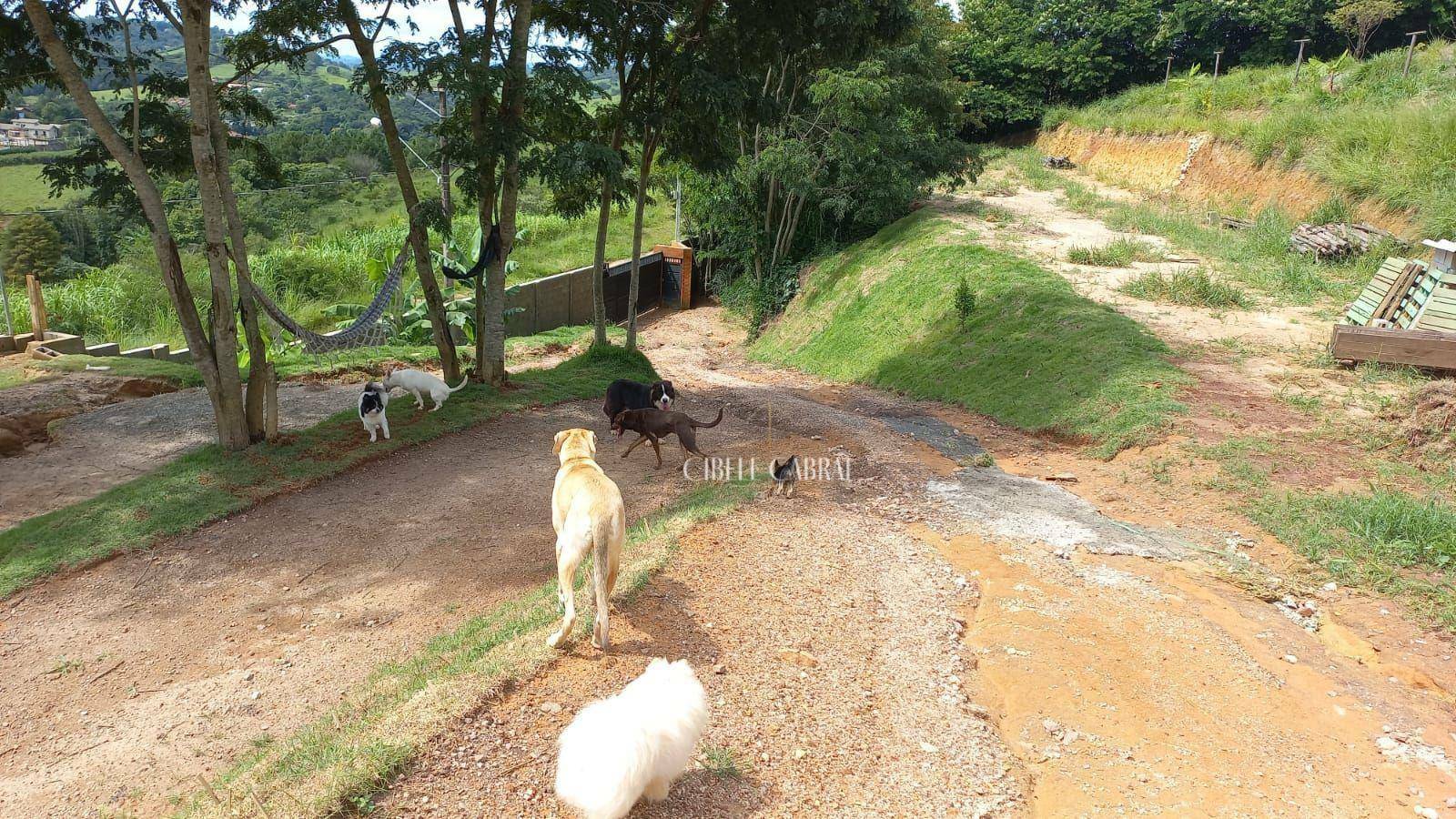 Chácara à venda com 4 quartos, 5064M2 - Foto 2