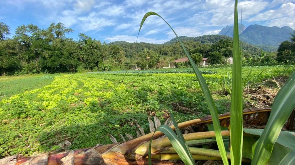 Chácara à venda com 3 quartos, 12000m² - Foto 44