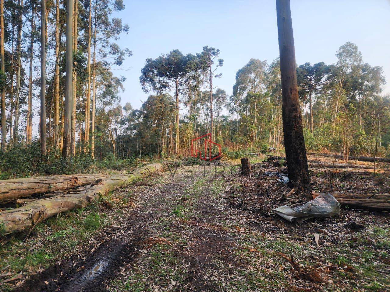 Sítio, 2 quartos, 2 hectares - Foto 5