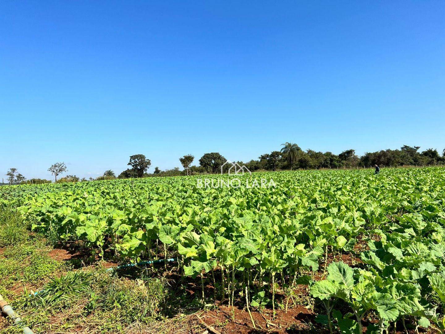 Fazenda à venda com 6 quartos, 1200m² - Foto 17