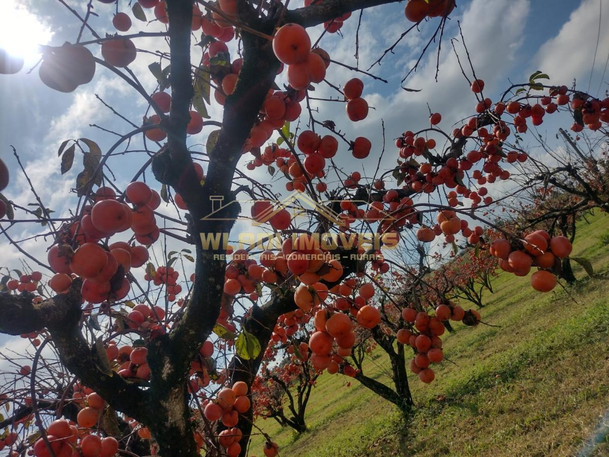 Fazenda à venda, 5m² - Foto 42