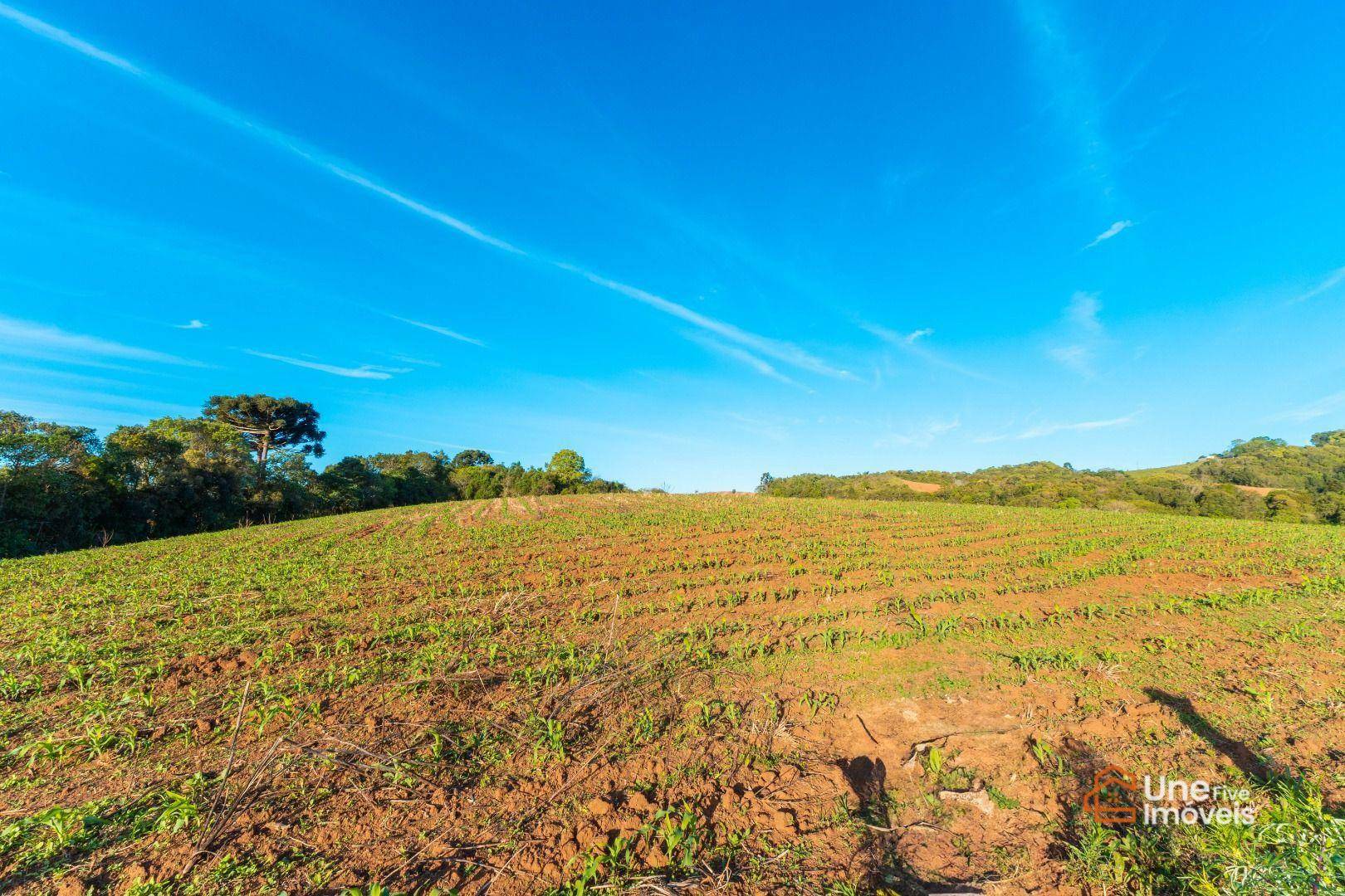 Chácara, 14 hectares - Foto 7