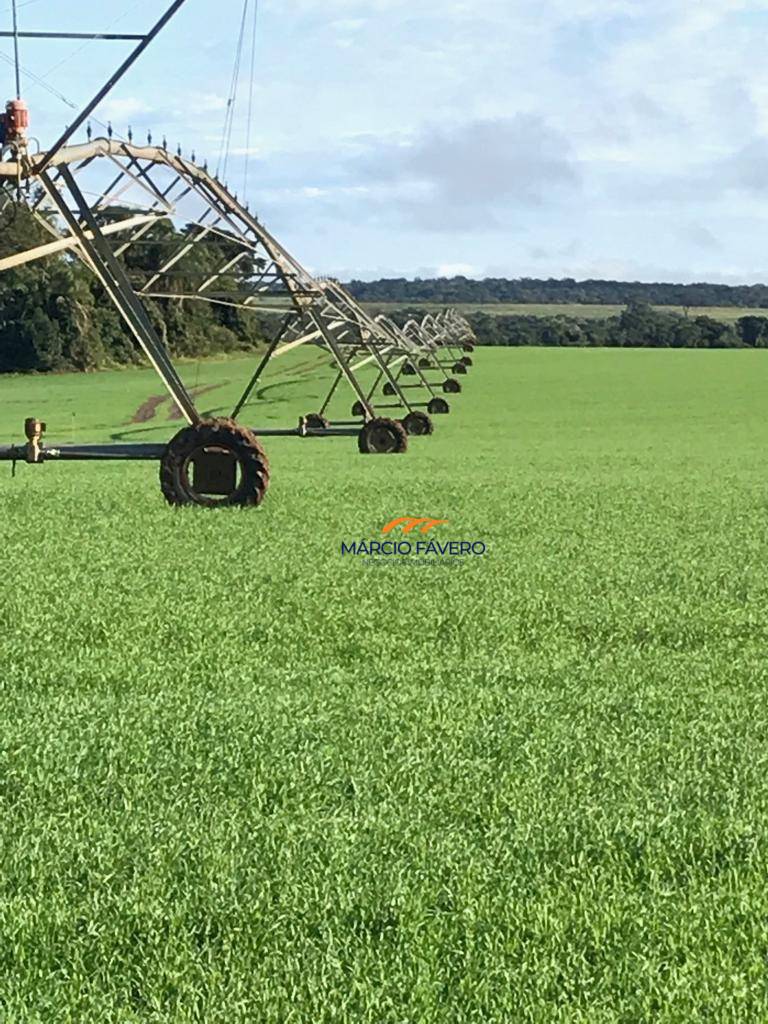 Fazenda, 2260 hectares - Foto 5