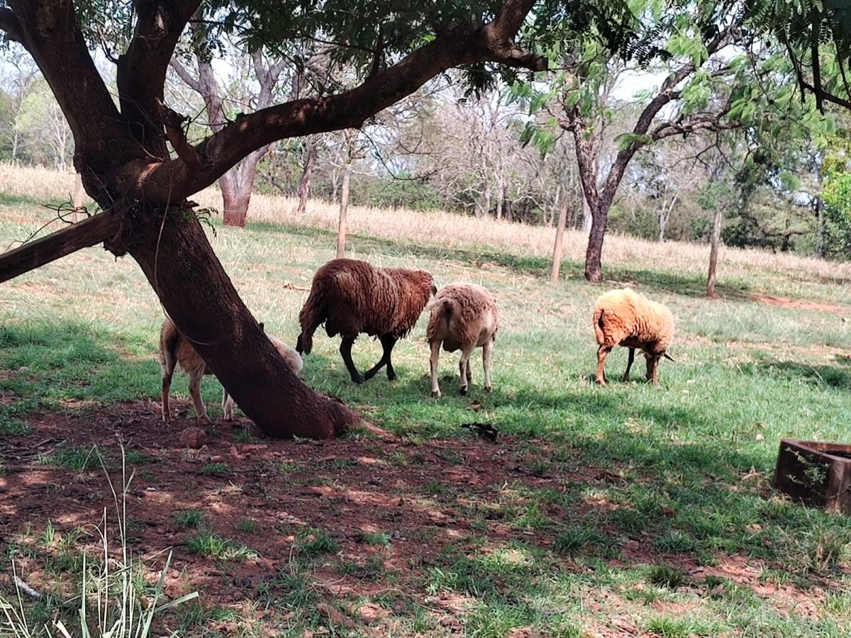 Fazenda à venda, 4000m² - Foto 4