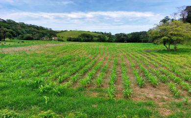 Fazenda à venda com 3 quartos, 17000m² - Foto 15