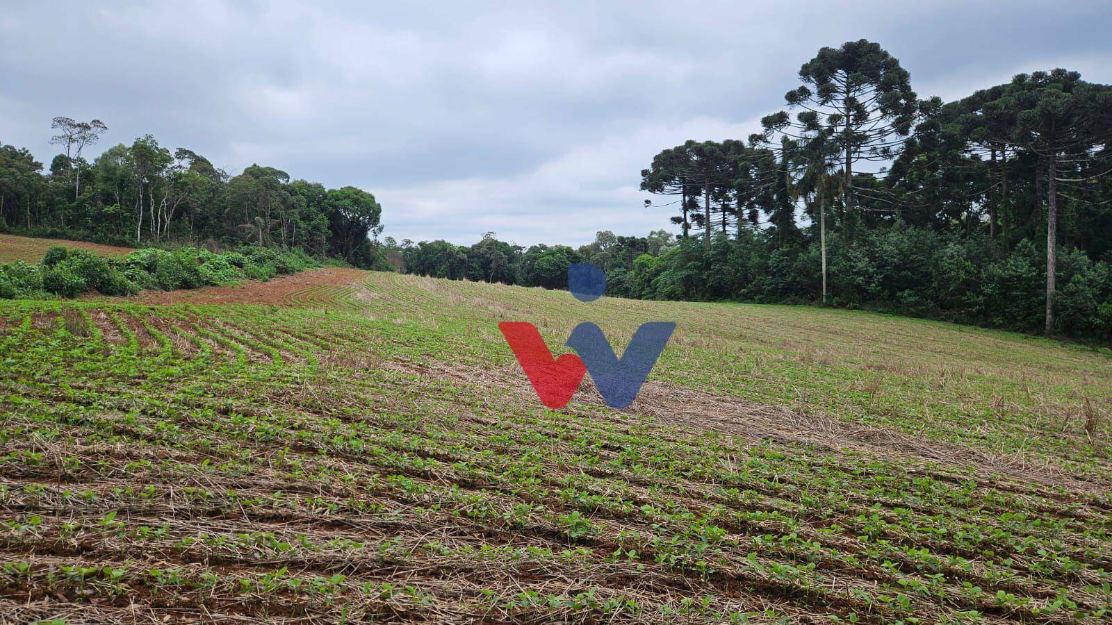 Fazenda à venda com 3 quartos, 1694000M2 - Foto 26