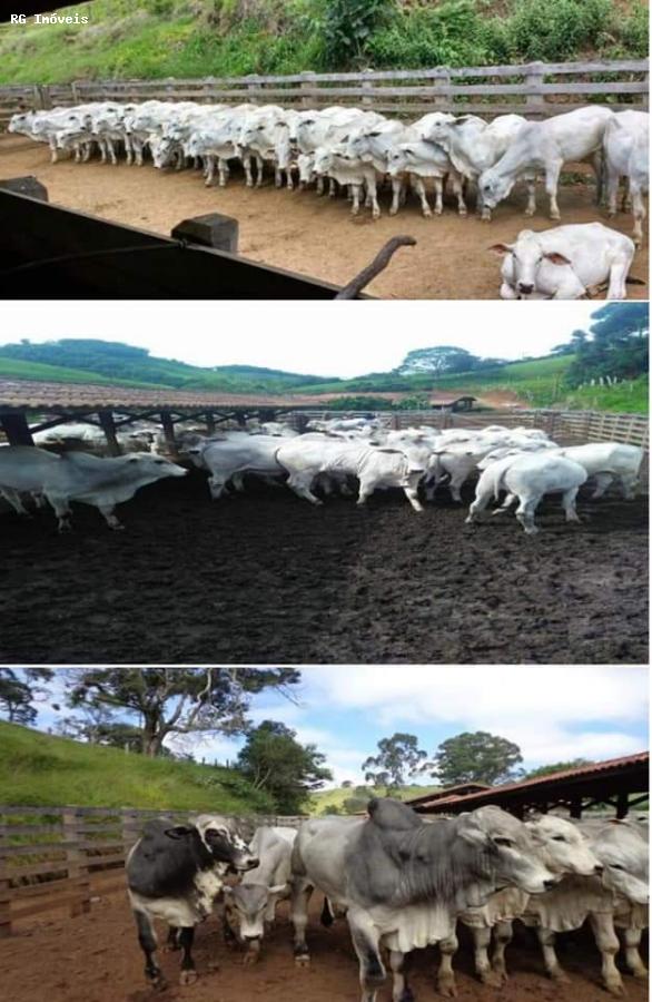 Fazenda-Sítio-Chácara, 250 hectares - Foto 3