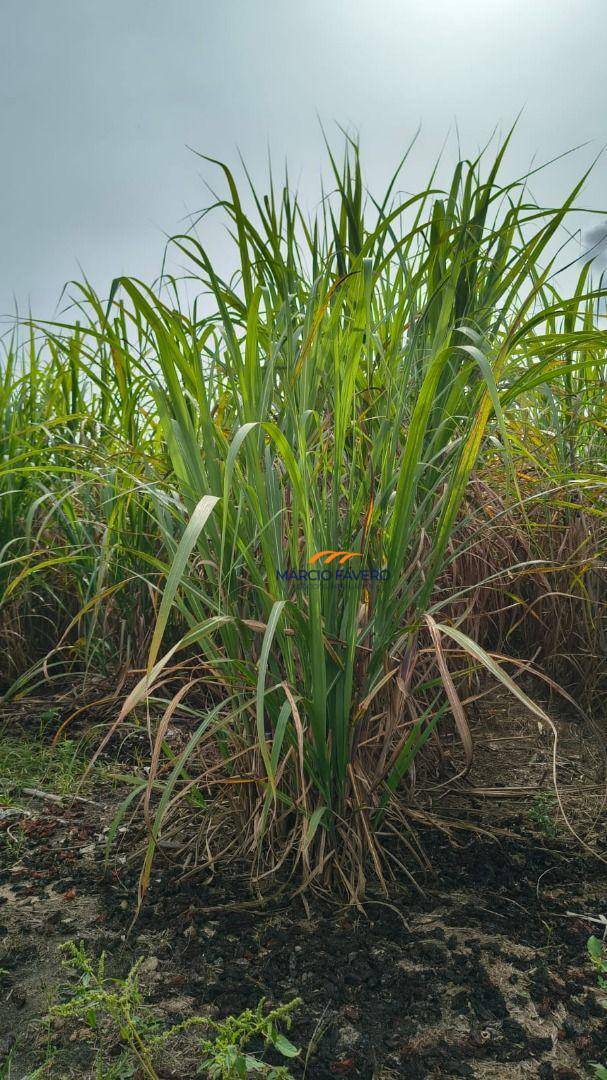 Fazenda, 137 hectares - Foto 4