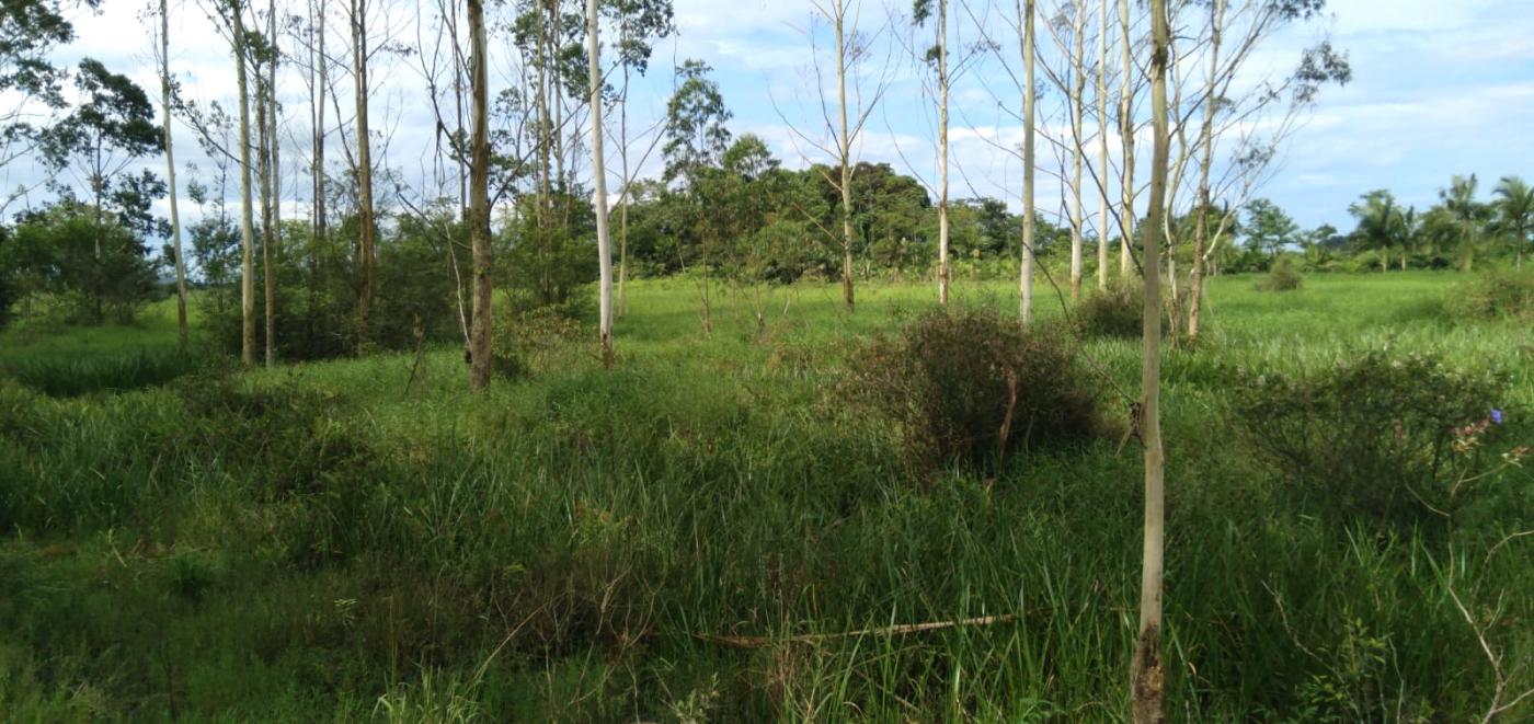 Fazenda à venda, 25000m² - Foto 5