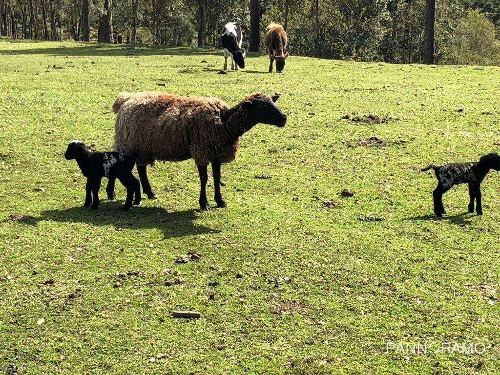 Casa, 3 quartos, 250 m² - Foto 26
