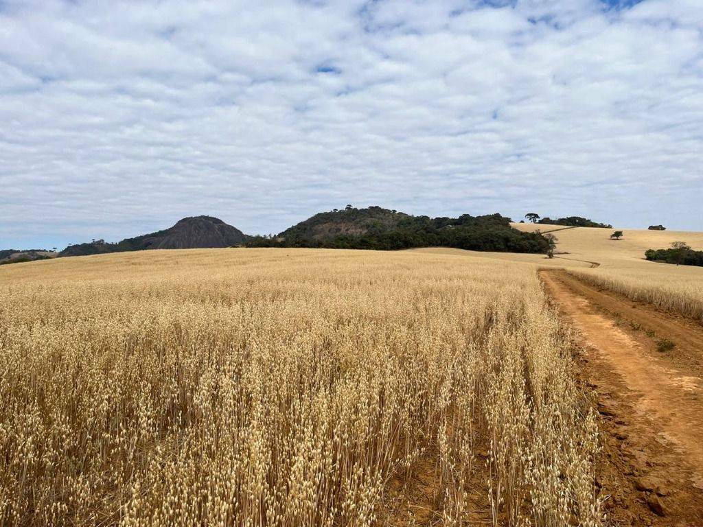 Fazenda, 339 hectares - Foto 16