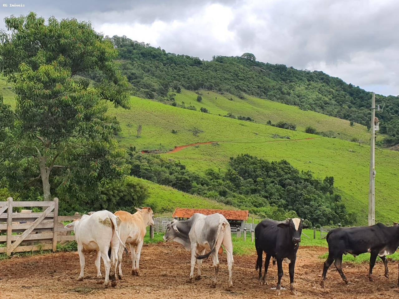 Fazenda à venda com 2 quartos, 220m² - Foto 32