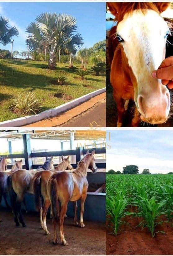 Fazenda, 242 hectares - Foto 3