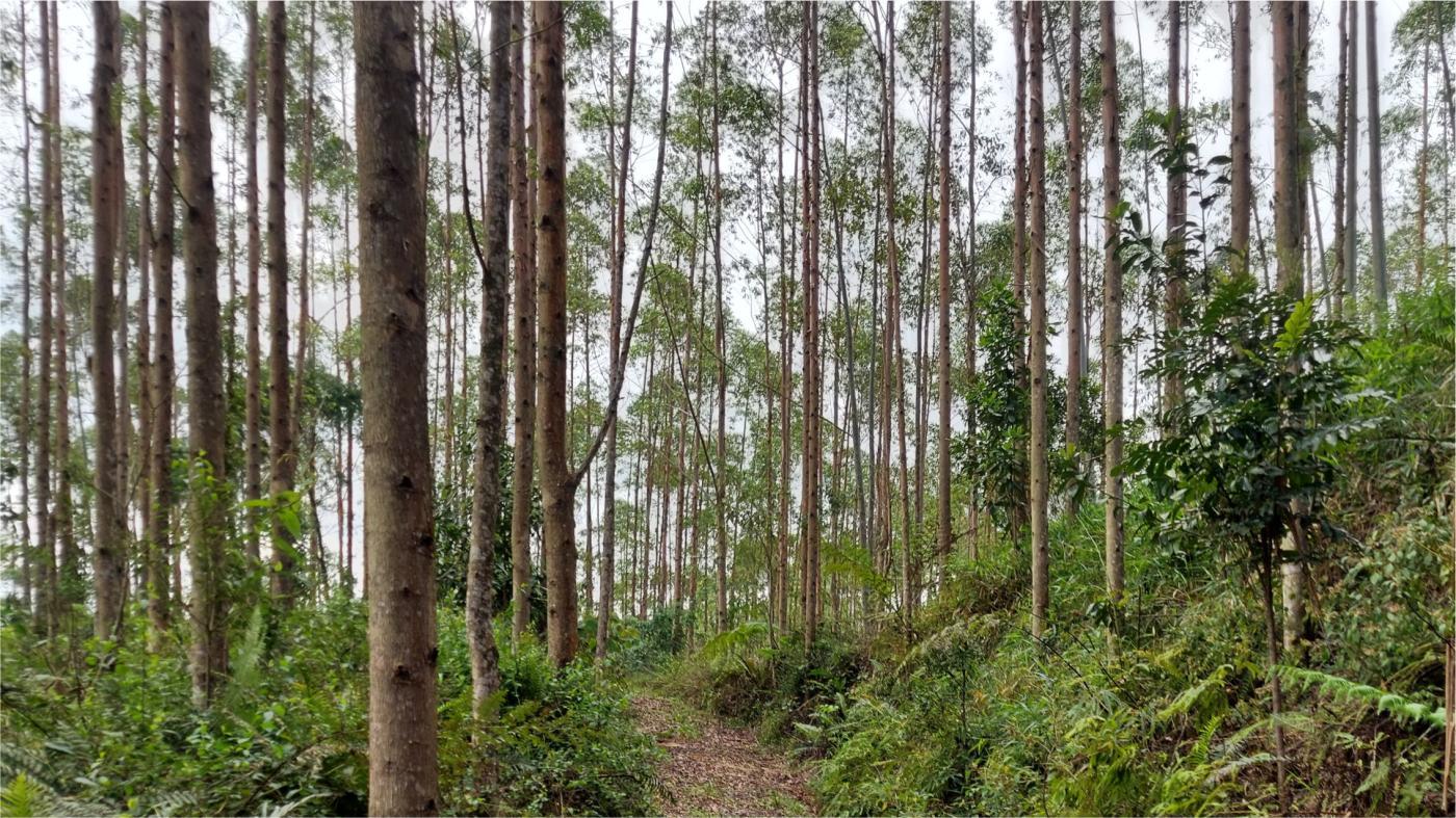 Fazenda à venda, 1564600m² - Foto 13